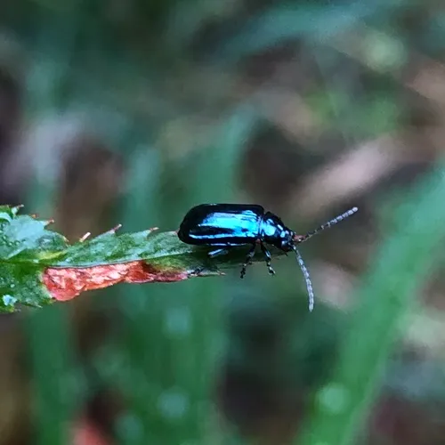 Alder Flea Beetle