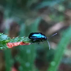 Alder Flea Beetle thumbnail 1