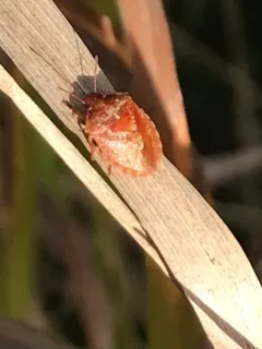 Dendrocoris pini thumbnail 2