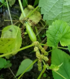 Boehmeria stem gall midge thumbnail 3
