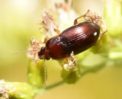 Red Harp Ground Beetle thumbnail 2