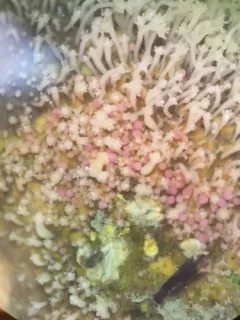 Hydractinia symbiolongicarpus thumbnail 1