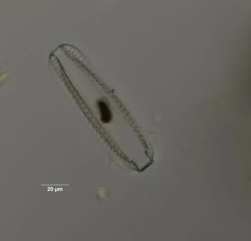 Iconella nervosa