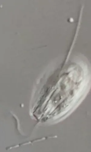 Entosiphon sulcatus