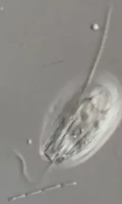 Entosiphon sulcatus thumbnail 1