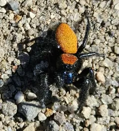 Phidippus nikites thumbnail 4