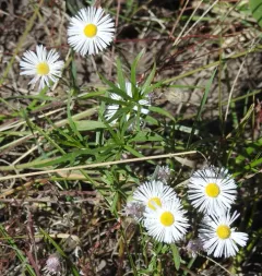 spreading fleabane thumbnail 2