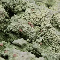 Brown Beret Lichen thumbnail 1