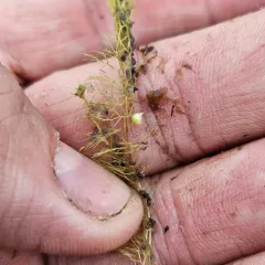 Hidden-fruit Bladderwort thumbnail 4