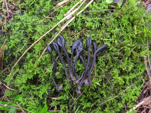 Trichoglossum octopartitum