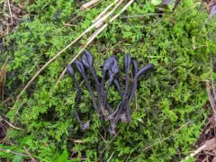 Trichoglossum octopartitum thumbnail 1