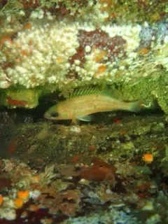 Puget Sound Rockfish thumbnail 4