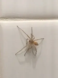 Agrarian Sac Spider thumbnail 1