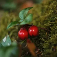 Eastern Teaberry thumbnail 3