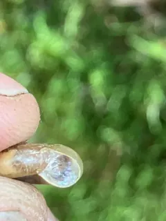 Gray-foot Lancetooth Snail thumbnail 4