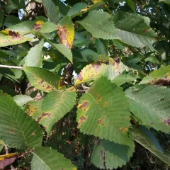 slippery elm thumbnail 3