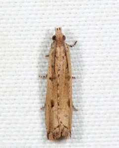 Javelin Moth thumbnail 2