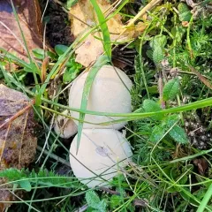 Meadow Puffball thumbnail 4