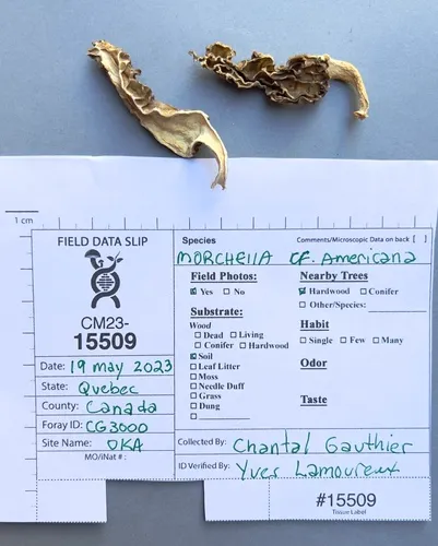Morchella ulmaria