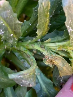 Turnip Aphid thumbnail 4