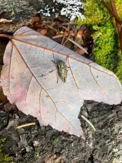 Dicerca tuberculata thumbnail 2
