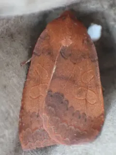 Roadside Sallow thumbnail 3