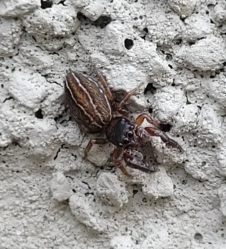 Four-lined Slender Jumping Spider