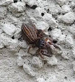 Four-lined Slender Jumping Spider thumbnail 1
