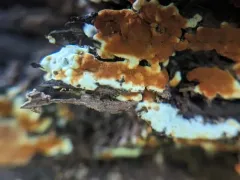 Botryobasidium aureum thumbnail 1
