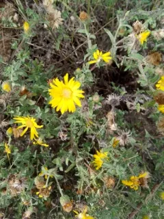 Ballard's Hairy False Goldenaster thumbnail 3