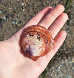 Atlantic deep-sea scallop thumbnail 1