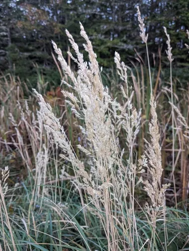 Bushgrass