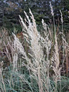 Bushgrass thumbnail 1