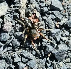 Habronattus americanus thumbnail 4