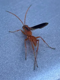Ageniella coronata thumbnail 3