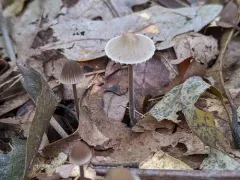 Mycena albidolilacea thumbnail 2