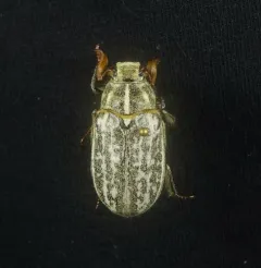 Polyphylla arguta thumbnail 2