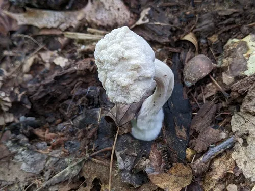 Mycosymbioces mycenophila
