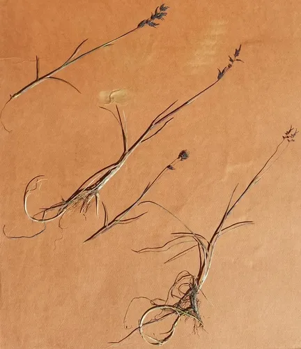 Poa lindebergii
