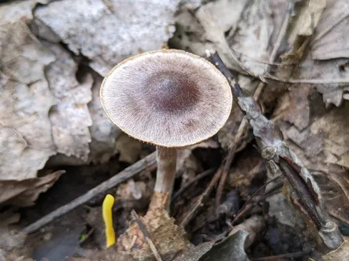 Cortinarius atrocaeruleus