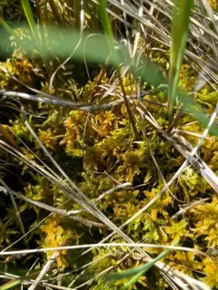 Twisted Bog-moss thumbnail 2