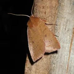 Sloping Sallow thumbnail 4
