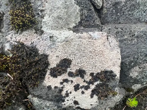 Haida Almond Lichen