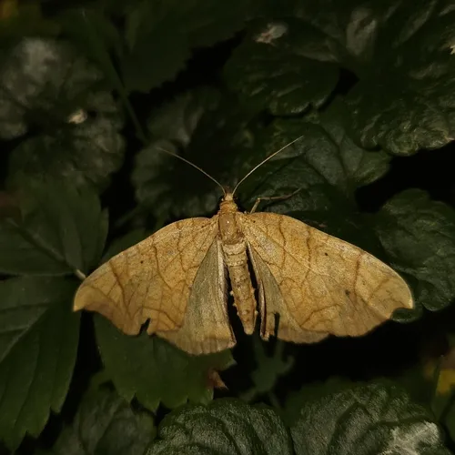 Greater Grapevine Looper Moth