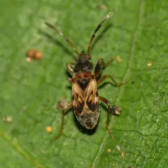 Thomson's groundbug thumbnail 4