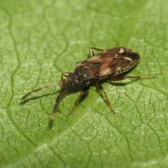 Scolopostethus diffidens thumbnail 3