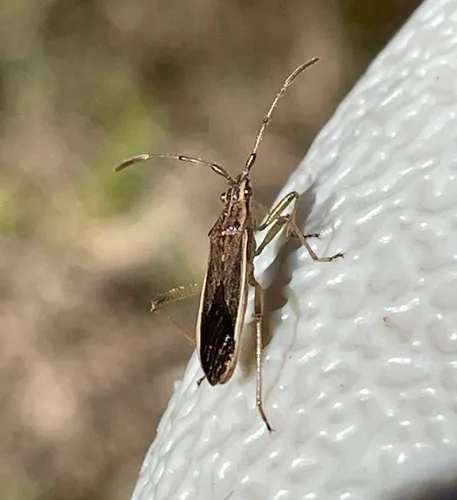 Darmistus subvittatus