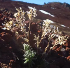 golden alpine draba thumbnail 4