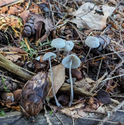 Mycena subcana