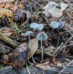 Mycena subcana thumbnail 1